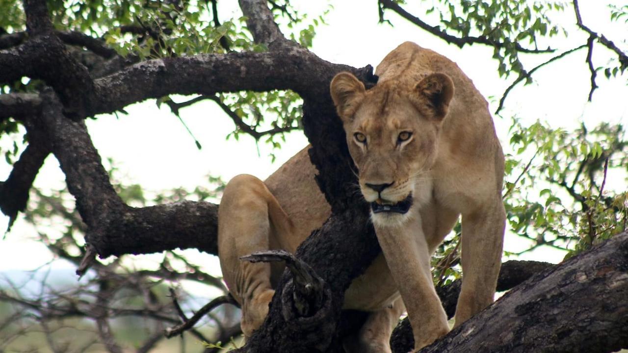 Rhino River Lodge Manyoni Private Game Reserve Exterior photo